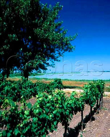Vineyard near Apetlon by one of the many lakes on   the eastern side of the Neusiedler See   Burgenland   Austria Neusiedlersee
