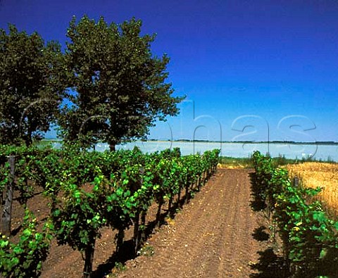 Vineyard by one of the many lakes on the eastern   side of the Neusiedler See     Apetlon Burgenland Austria   Neusiedlersee