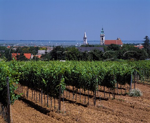 Vineyard at Rust with the Neusiedler See beyond      Burgenland Austria NeusiedlerseeHgelland