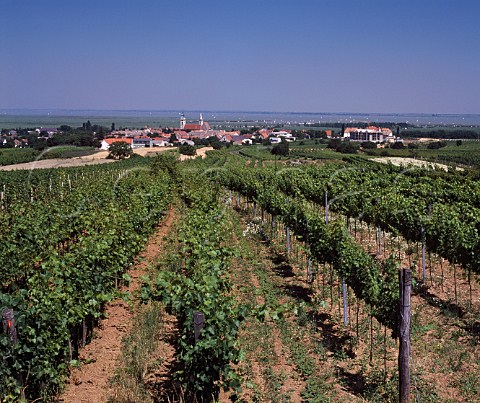 Vineyards on the slopes behind Rust with the   Neusiedler See beyond   Burgenland Austria         NeusiedlerseeHugelland