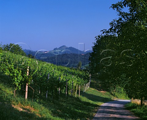 Vineyard of Weingut Klapsch near Gamlitz Styria Austria Sudsteiermark