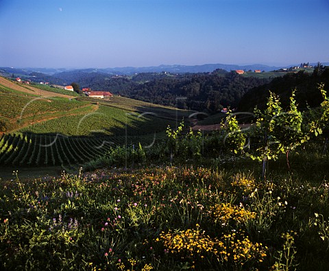 Vineyards near Gamlitz Styria Austria   Sudsteiermark