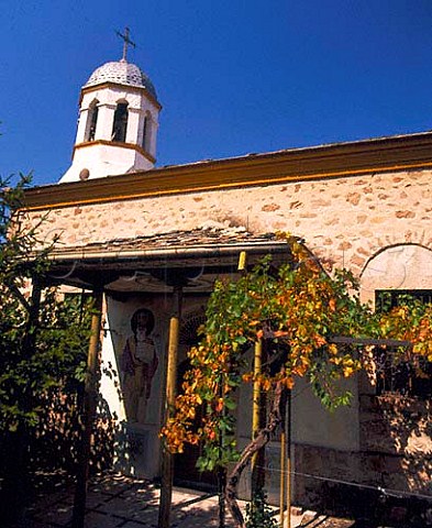 Grapevine growing on porch of church Ustina near Plovdiv Bulgaria