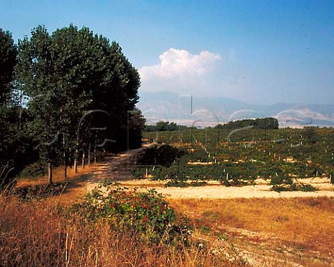 Cabernet Sauvignon vineyard near Shivatschevo   Bulgaria   East Thracian Valley