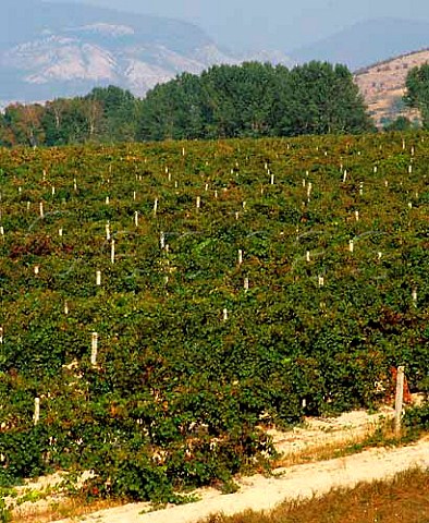 Cabernet Sauvignon vineyard of Vini Sliven near   Shivatschevo Bulgaria    East Thracian Valley