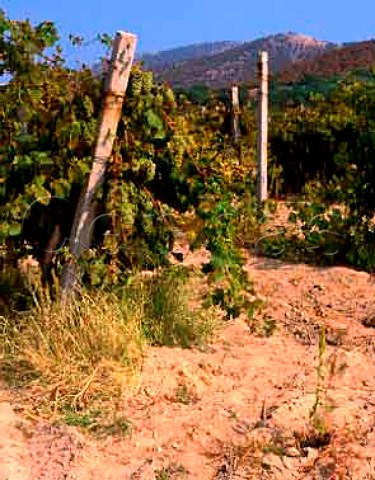 Muscat Ottonel vineyard on the light sandy soil  of the Shivatschevo district Bulgaria   East Thracian Valley