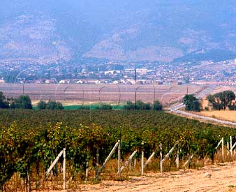 Vineyards on light sandy at Shivatschevo Bulgaria  East Thracian Valley