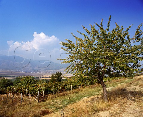 Vineyards on light sandy soil at Shivatschevo  Bulgaria    East Thracian Valley