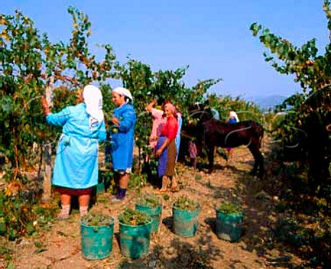 Harvesting Chardonnay grapes at Blatetz Bulgaria    SubBalkan region