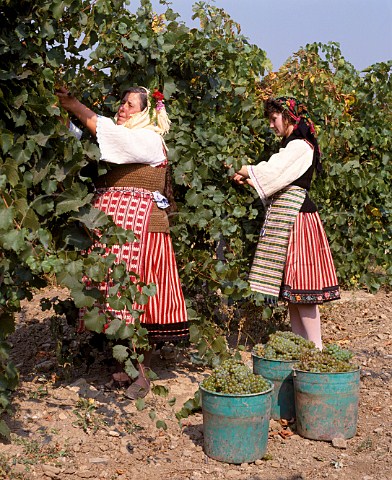 Women in traditional dress harvesting Chardonnay grapes at Blatetz near Sliven Bulgaria Thracian Lowlands