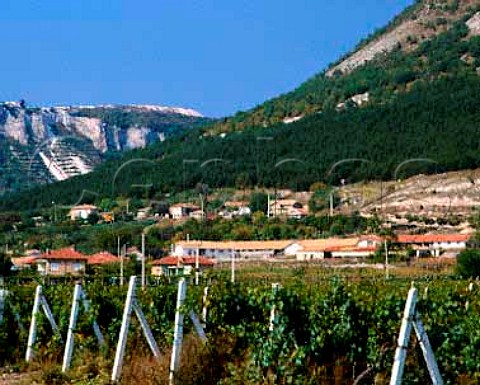 Vineyards in the Khan Krum microregion near Shumen Bulgaria   Black Sea region
