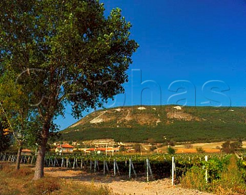 Vineyards in the Khan Krum microregion near Shumen Bulgaria Black Sea region