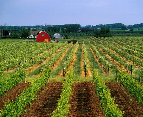 Vineyard near Beamsville with Lake Ontario  visible between the trees Ontario province Canada Niagara Peninsula 