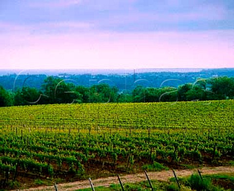 Vineyards of Vineland Estates at their StUrban   Winery with Lake Ontario in background  Niagara   Peninsula Canada