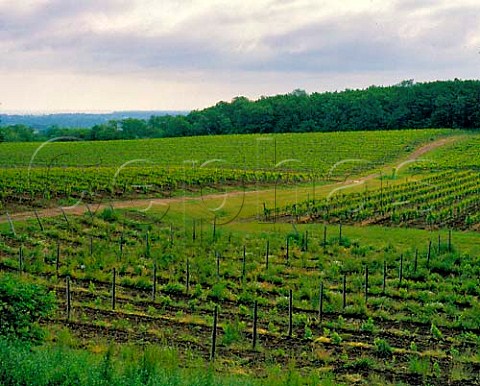 Vineyards of Vineland Estates with Lake Ontario in the distance  Vineland Ontario Canada  Niagara Peninsula