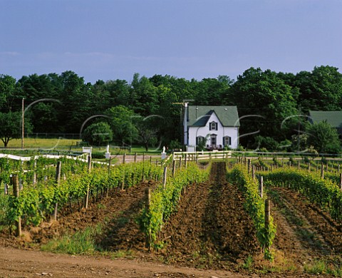 Seyval Blanc vineyard of Vineland Estates  Vineland Ontario province Canada Niagara Peninsula