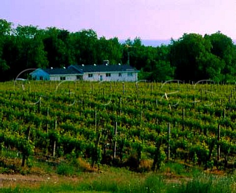 Vineyards of Vineland Estates at their StUrban   Winery with Lake Ontario beyond Niagara Peninsula   Canada