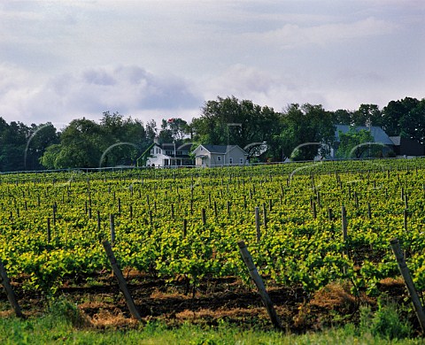 Riesling vineyard of Vineland Estates Vineland Ontario province Canada Niagara Peninsula