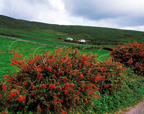 Wild fuschias flowering by the roadside near Ballynahow County Kerry Ireland