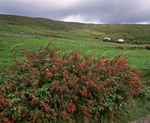 Wild fuschias by the roadside near Ballynahow  County Kerry Eire
