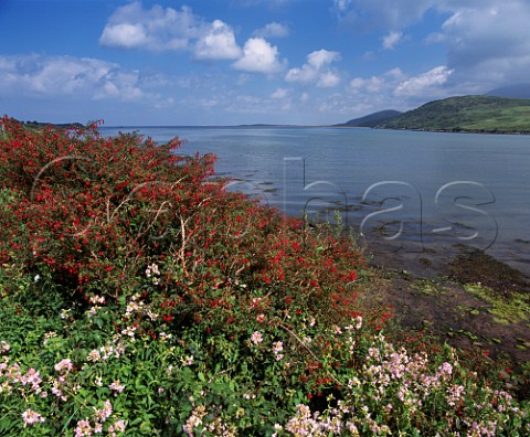 Wild fuschias by Brandon Bay on the Dingle  Peninsula County Kerry Eire