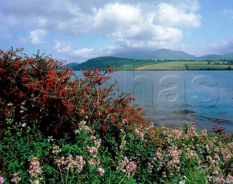 Wild fuschias flowering by Brandon Bay on the Dingle Peninsula County Kerry Ireland