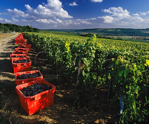 Harvested Pinot Meunier grapes by vineyard above the Marne Valley CharlysurMarne Aisne France     Champagne