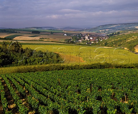 Vineyard above ChitryleFort Yonne France  Bourgogne Chitry