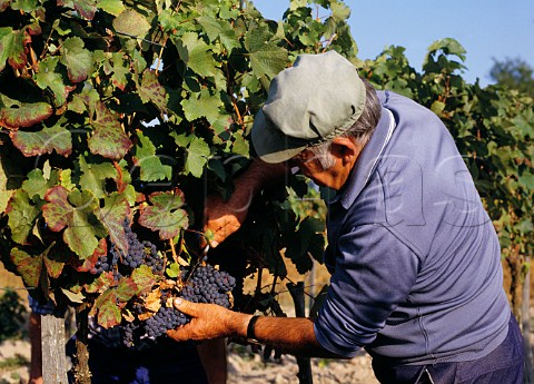 Picking grapes in vineyard near Mussidan Dordogne France  Vin de Pays du Prigord