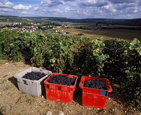 Crates of harvested Pinot Meunier grapes from    vineyard of Baron Albert above CharlysurMarne and the River Marne Aisne France MarnelaValle    Champagne