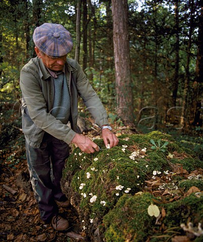 Man collecting Oreilles dOrme to eat in the forest near PouillysurLoire Nivre France