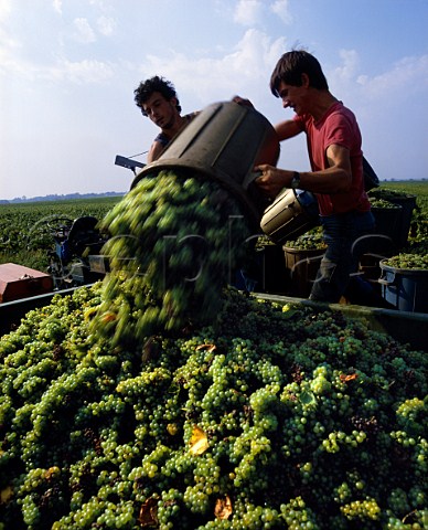 Harvesting Muscadet grapes at Clisson   LoireAtlantique France   AC Muscadet de SvreetMaine