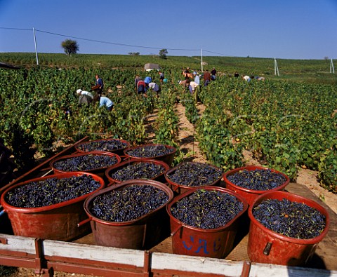 Harvesting Gamay grapes in vineyard at Brouilly   France    Cte de Brouilly  Beaujolais