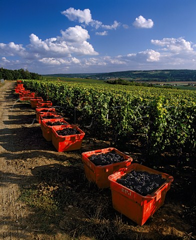 Harvested Pinot Meunier grapes by vineyard above the Marne valley at CharlysurMarne Aisne France  Champagne  MarnelaValle