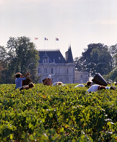 Picking Merlot grapes in vineyard at Chteau Palmer Cantenac Gironde France    Margaux  Bordeaux