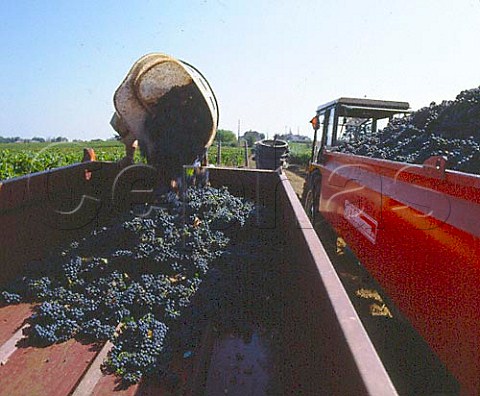 Hodcarrier emptying harvested Merlot grapes into   trailer  CastillonlaBataille Gironde France   Ctes de Castillon