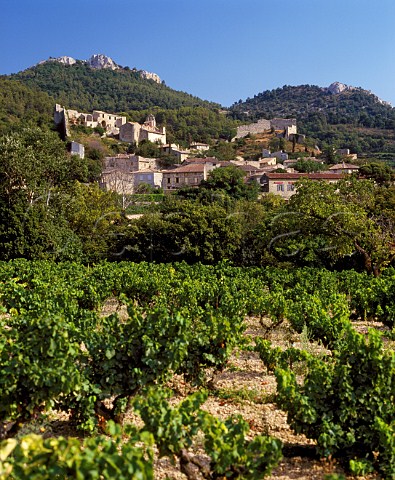 Vineyard below the old village of Gigondas and the    Dentelles de Montmirail Vaucluse France  Gigondas