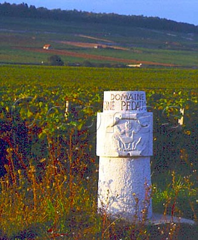 Markerstone of Reine Pedauque in vineyard at   AloxeCorton Cte dOr France Cte de Beaune