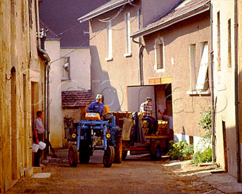 In village of Volnay at harvest time Cte dOr   France   Cte de Beaune