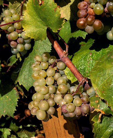 Aligot grapes Burgundy France