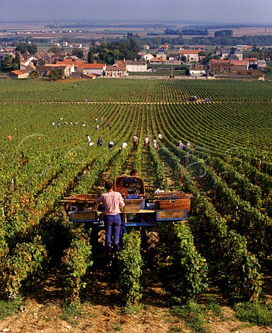 Harvesting Pinot Noir grapes in La Tche vineyard of Domaine de la RomaneConti VosneRomane Cte dOr France