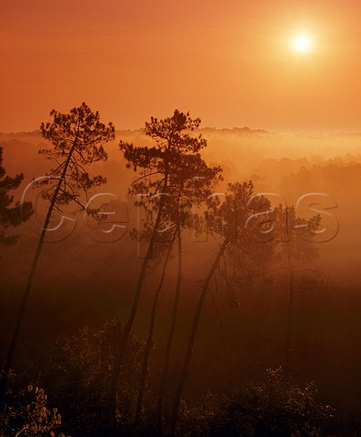 Sunrise over Les Landes pine forest south of Arcachon Gironde France