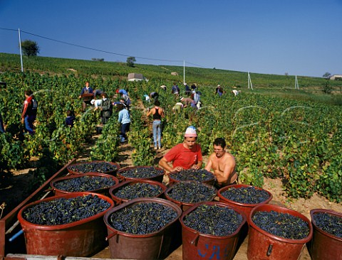 Harvesting Gamay grapes in vineyard near Brouilly   Rhne France   Cte de Brouilly  Beaujolais