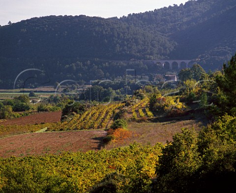 Vineyards at StMaximinlaSteBaume Var France     Coteaux Varois