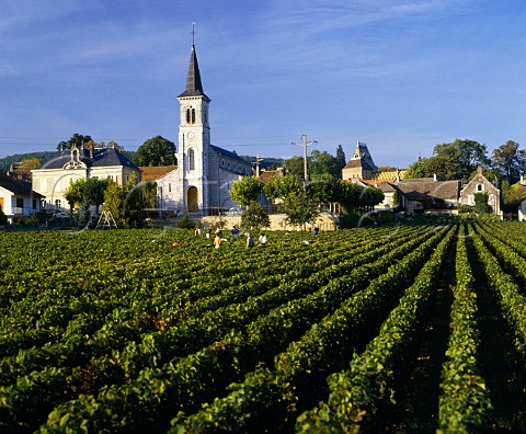 Harvesting in vineyard at AloxeCorton Cte dOr   France Cte de Beaune