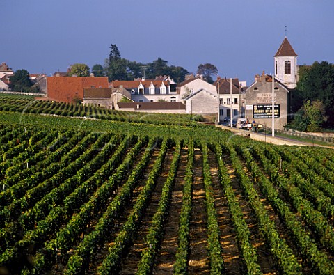 MoreyStDenis viewed over the Clos de Tart   vineyard Cte dOr France  Cte de Nuits