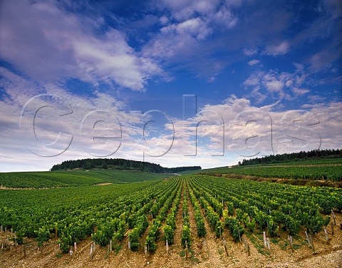 Premier Cru vineyard Vaulorent with Grand Cru   Bougros at top right  Chablis Yonne France