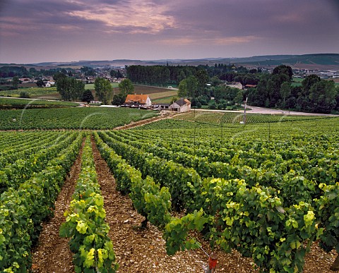 Grenouilles vineyard Chablis Yonne France   Chablis Grand Cru