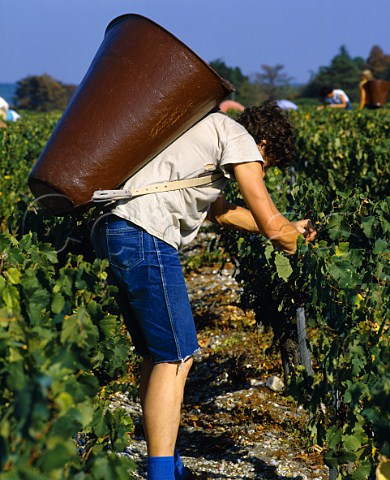 Picking Merlot grapes in vineyard of   Chteau Palmer Cantenac Gironde France  Margaux  Bordeaux