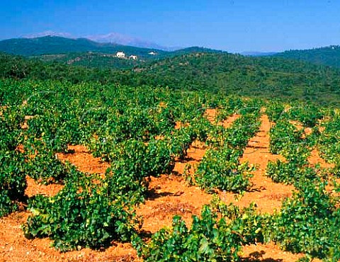 Grenache vineyard on red soil near Llauro  PyrnesOrientales France  Ctes du Roussillon  Rivesaltes